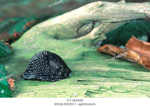 large red slug, greater red slug, chocolate arion Arion ater, Arion rufus