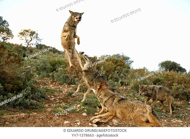 Iberian wolf pack jumping  Wolf park, Antequera, Malaga, Andalusia, Spain