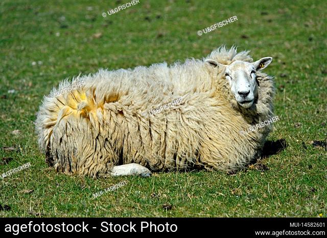Texel sheep resting in a pasture in the marshland on the North Sea coast, Westerhever, Schleswig-Holstein, Germany