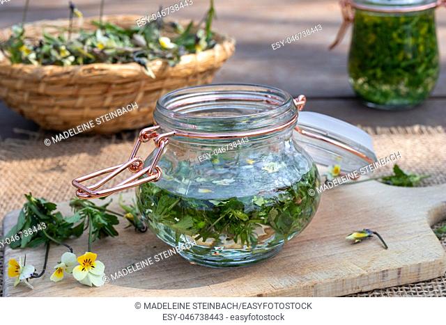 Preparation of homemade tincture from field pansy, or Viola arvensis plant