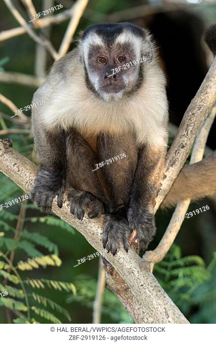 Brown Capuchin Monkey (Cebus apella) Pantanal, Brazil