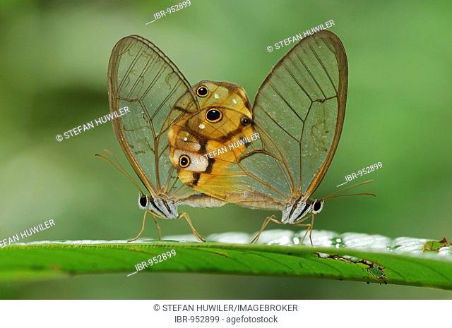 Glasswing Butterfly, mating, Ecuador, South America