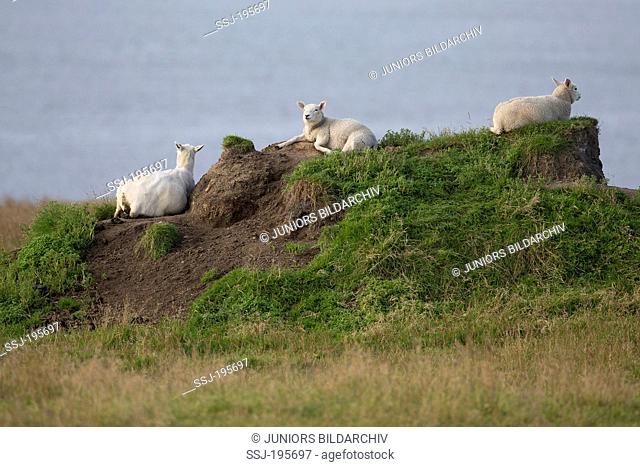 Domestic sheep Three sheep lying on a earth mound Unst, Shetlands, Scotland