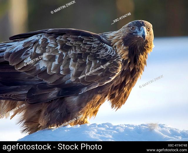 Golden Eagle (Aquila chrysaetos) during winter near Oulanka National Park. Europe, Northern Europe, Finland, Oulanka, March