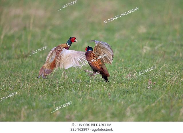 Common Pheasant - two males - fighting / Phasianus colchicus