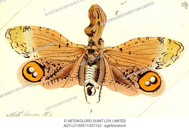 Fulgora, Print, The fulgorid genus Fulgora contains several large Central and South American planthoppers known by a large variety of common names including...