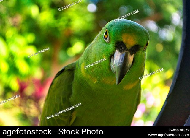 Close-up of Yellow-naped Amazon (Amazona auropalliata) parrot