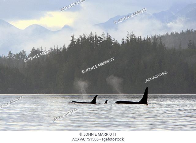 Killer whale Orcinus orca, commonly referred to as the orca whale or orca pod in Johnstone Strait, BC, Canada