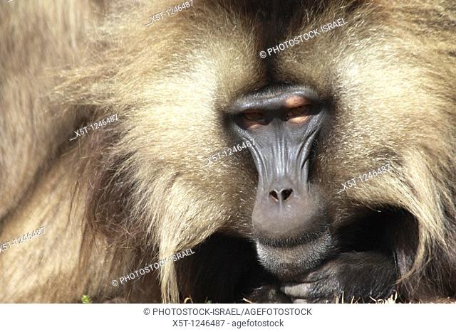 Africa, Ethiopia, Simien mountains, Gelada monkeys Theropithecus gelada  Close up of a male