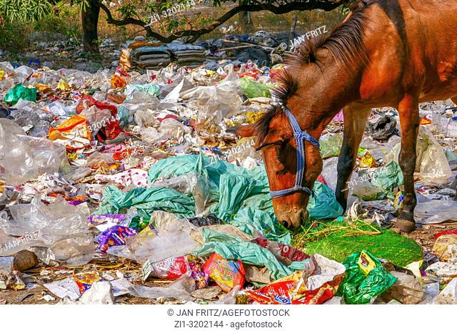 plastic dump with animals near Rishikesh, India