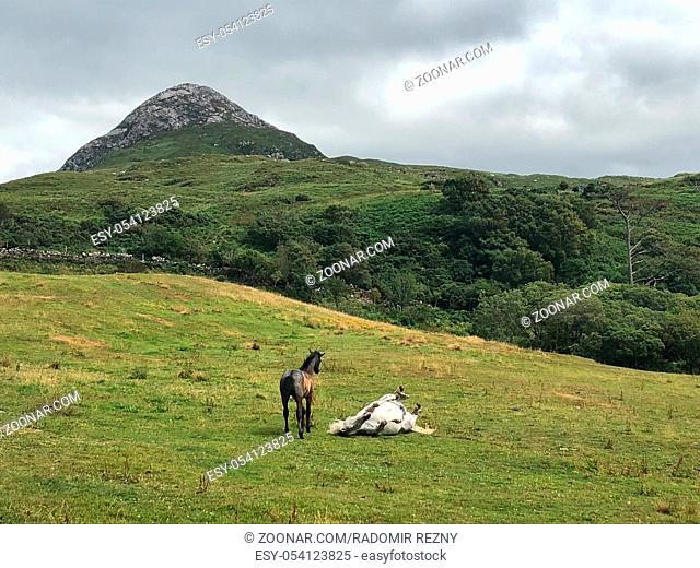 The Connemara pony is a pony breed originating in Ireland. Diamond Hill is a large hill south east of Letterfrack in County Galway, Ireland