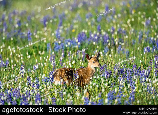 Columbian black-tailed deer (Odocoileus hemionus columbianus) fawn in subalpine meadow covered with wildflowers. Pacific Northwest. Summer