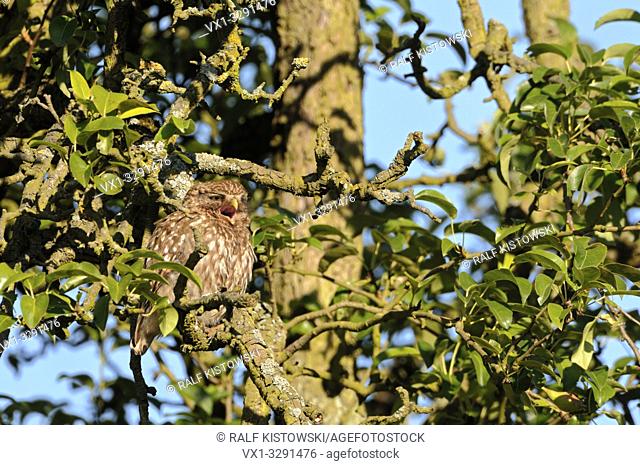 Little Owl / Minervas Owl / Steinkauz ( Athene noctua ) perched over day in an old pear tree, sunbathing, calling, well camouflaged, wildlife, Europe