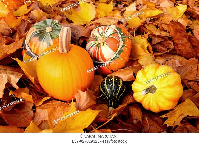 Pumpkin, squashes and gourds in different colours, on dry fall foliage