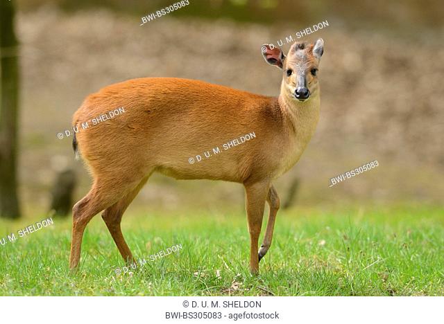 red forest duiker (Cephalophus natalensis), in a meadow