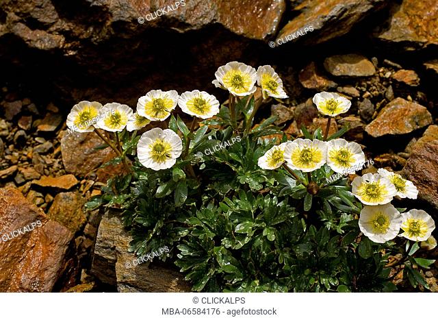Stelvio National Park, Lombardy, Italy, Ranunculus glacialis