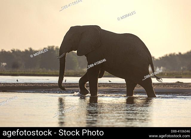 Africa, Zambia, Lower Zambezi natioinal Park, African Savannah Elephant or Savannah Elephant (Loxodonta africana), crossing a arm of the Zambezi river