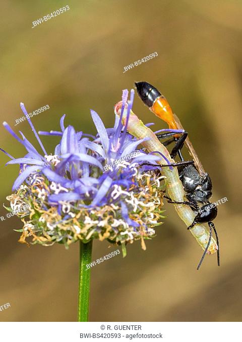 Field Sand Wasp (Ammophila campestris), Female with captured and narcotized Geometer Moth (Lythria sp., not Tenthredinidae!) on Sheep's Bit Scabiosus (Jasione...