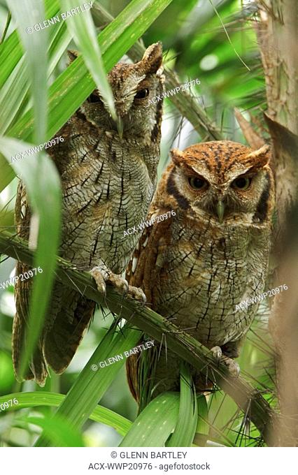 Tropical Screech-Owl Otus choliba perched on a branch near the Napo River in Amazonian Ecuador