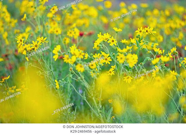 Engelmann's daisy (Engelmannia peristenia), Johnson City, Texas, USA