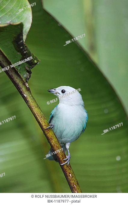 Blue-gray Tanager (Thraupis episcopus), adult perched, Central Valley, Costa Rica, Central America