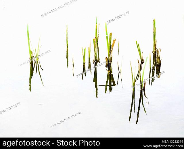 Seagrass still life