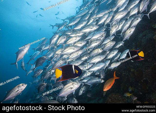 Cortez Angelfishes and Shoal of Bigeye Trevally, Holacanthus passer, Cabo Pulmo, Baja California Sur, Mexico