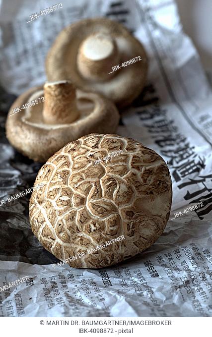 Shitake mushrooms, China