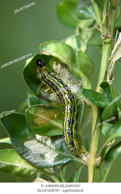 Box Tree Moth (Cydalima perspectalis). Caterpillar eating Boxwood leaves (Buxus sempervirens)