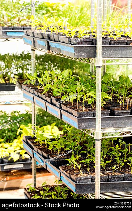 Plants in small containers in the greenhouse
