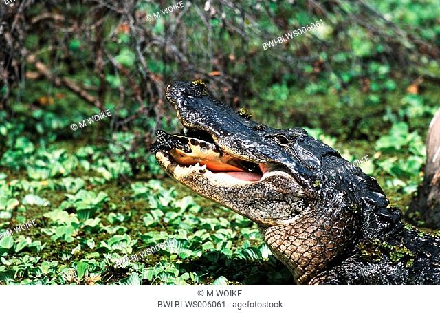 American alligator Alligator mississippiensis, feeding red-bellied turtle, USA