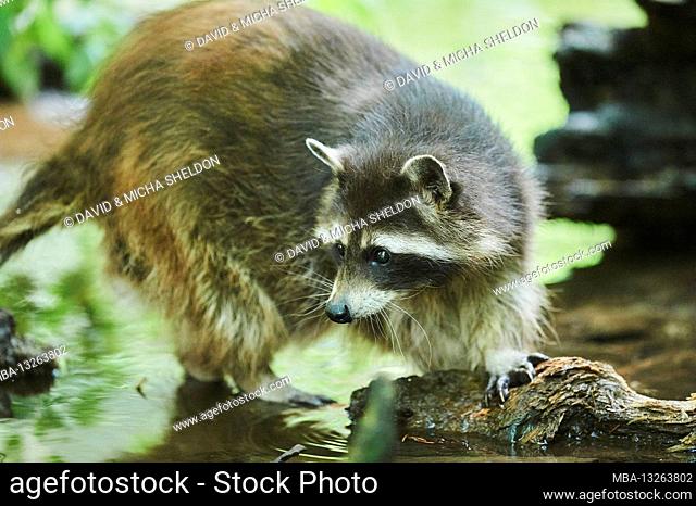 North American raccoon, Procyon lotor, Bavaria, Germany, Europe