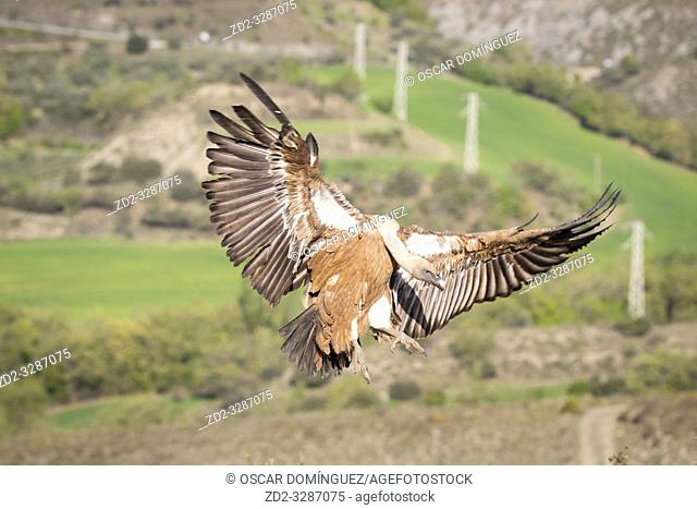 Griffon Vulture (Gyps fulvus) coming in to land with a power line in the background. Lleida province. Catalonia. Spain