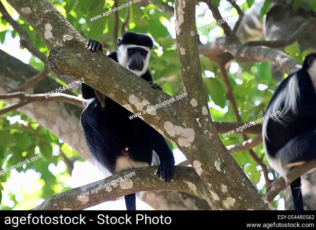 male mantled guereza which sits in the shade in the crown of a large tree