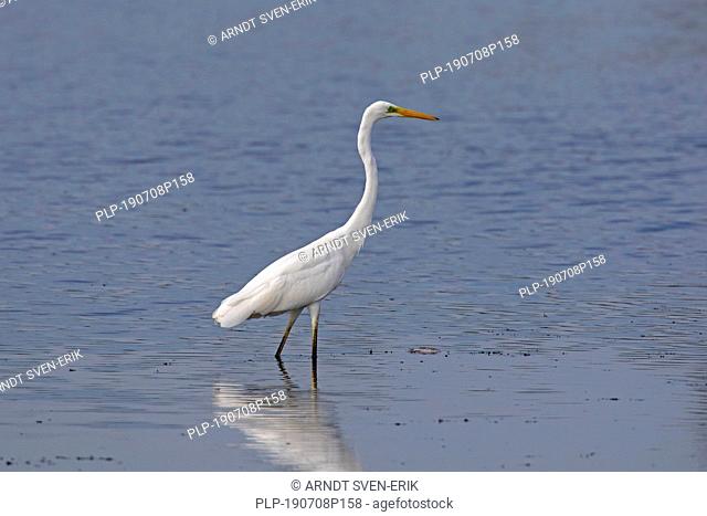 Great egret / common egret / great white egret (Ardea alba / Egretta alba) fishing in shallow water of lake