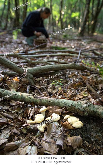 GATHERING EDIBLE MUSHROOMS (SWEET TOOTH, WOOD HEDGEHOG, HEDGEHOG MUSHROOM) IN THE FOREST OF CONCHES-EN-OUCHE, EURE (27), FRANCE