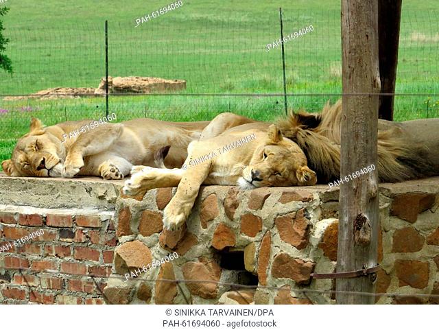 Lions are seen at the Moreson Ranch, a lion breeding ranch in Vrede, South Africa, 10 January 2015. Photo: Sinikka Tarvainen/dpa | usage worldwide