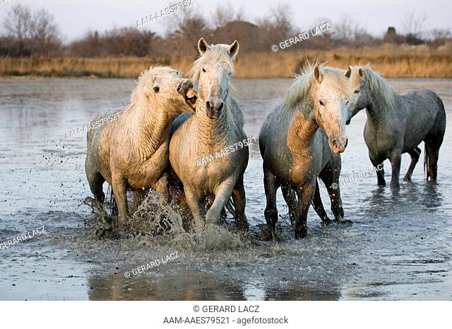 Camargue Horses, Herd standing in Swamp, Saintes Marie de la Mer in the South of France
