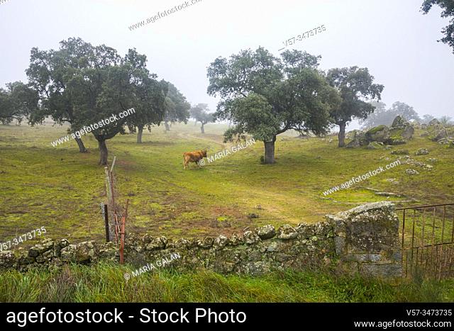 Meadow in the mist. Los Pedroches valley, Cordoba province, Andalucia, Spain