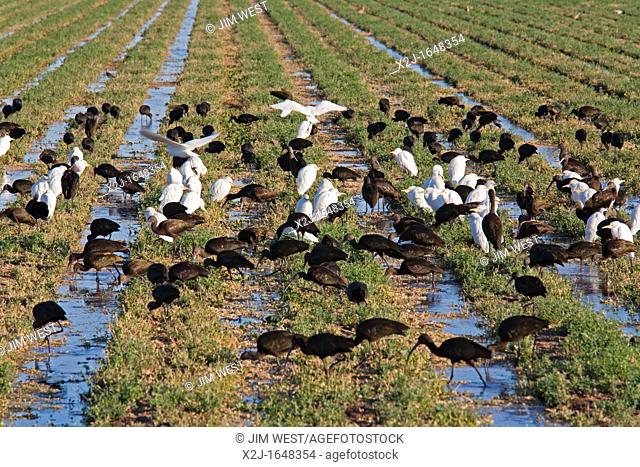 Brawley, California - Cattle Egrets and White-Faced Ibis feeding in a farm field in California's Imperial Valley  The field is irrigated with Colorado River...