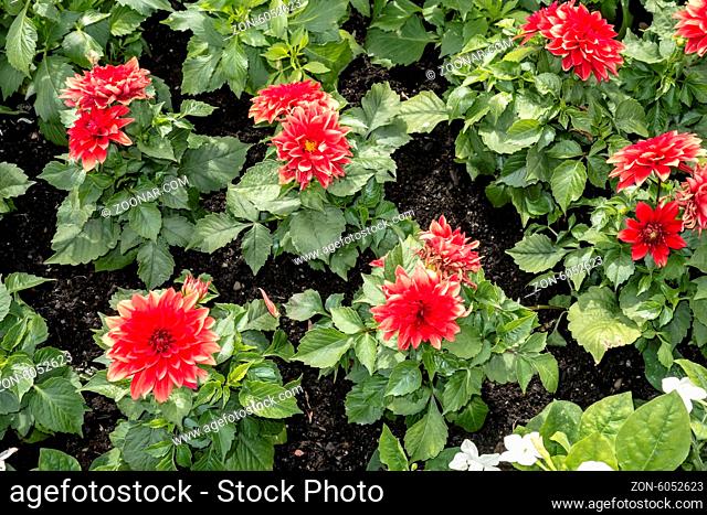 Background of beautiful red flowers