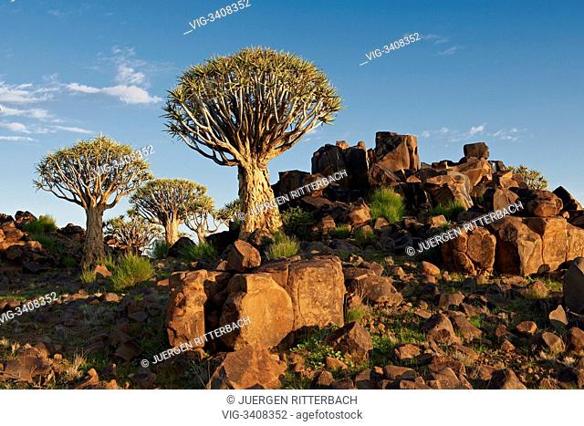 Quiver tree forest, Aloe dichotoma, Farm Garas, Mesosaurus Fossil Site, Keetmanshoop, Namibia, Africa - Keetmanshoop, Namibia, 17/02/2011