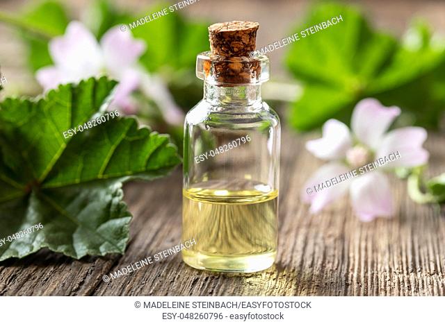 A bottle of common mallow essential oil with fresh blooming malva neglecta plant in the background