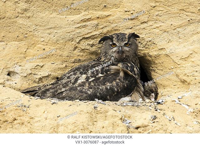 Eagle Owl ( Bubo bubo ) on its nest, wildlife, Europe