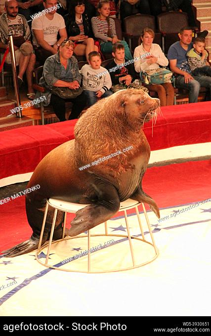 Trained sea lion on circus ring. Marine mammal performing in arena of circus. Sea lion opened its mouth during performance at circus