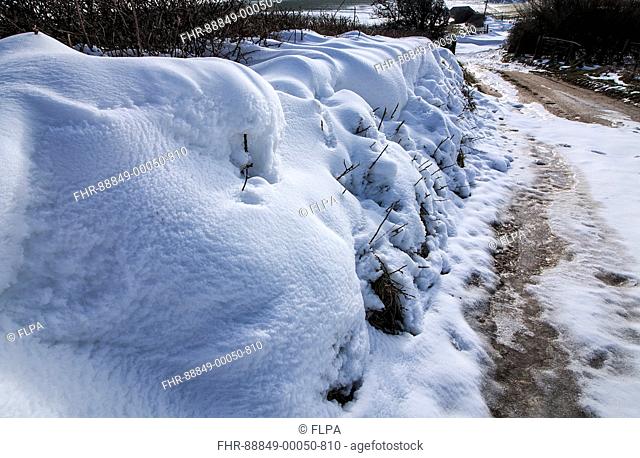 View of snowdrifts in lane behind fence and hedge, Ringstead, Dorset, England, March