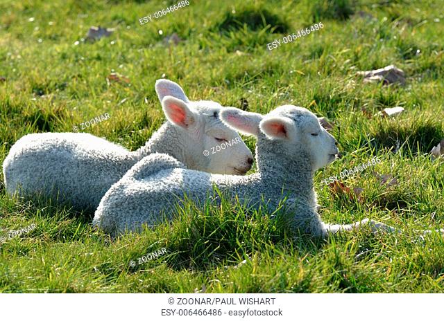 Lambs lying in field