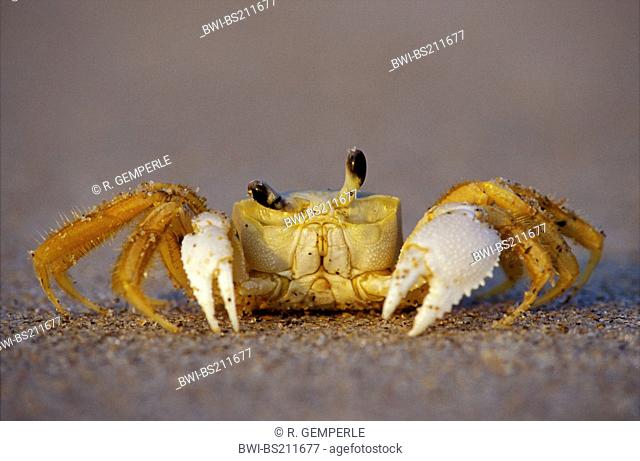 ghost crab, fiddler crab (Ocypodidae, Ocypode), on sandy ground, USA, Florida, Sanibel Island