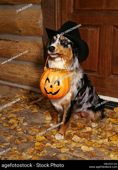 Australian Shepherd, AKC, 'Mattie' dressed up as a cowgirl trick-or-treating for a dog biscuits