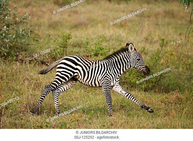 young Grant's zebra - running / Equus quagga boehmi